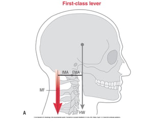 Basic principles of Kinesiology