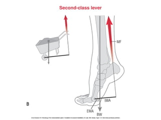 Basic principles of Kinesiology