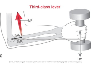 Basic principles of Kinesiology