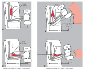 Basic principles of Kinesiology