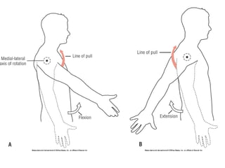 Basic principles of Kinesiology