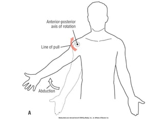 Basic principles of Kinesiology