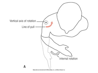 Basic principles of Kinesiology