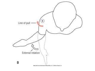 Basic principles of Kinesiology