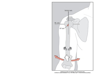 Basic principles of Kinesiology