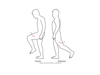 Basic principles of Kinesiology