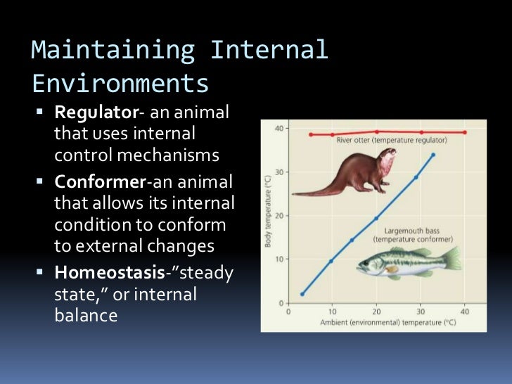 Basic principles of animal form and function