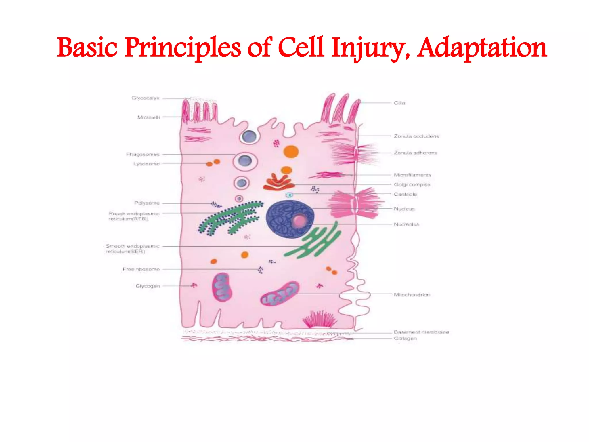 Basic principles of cell injury | PPTX