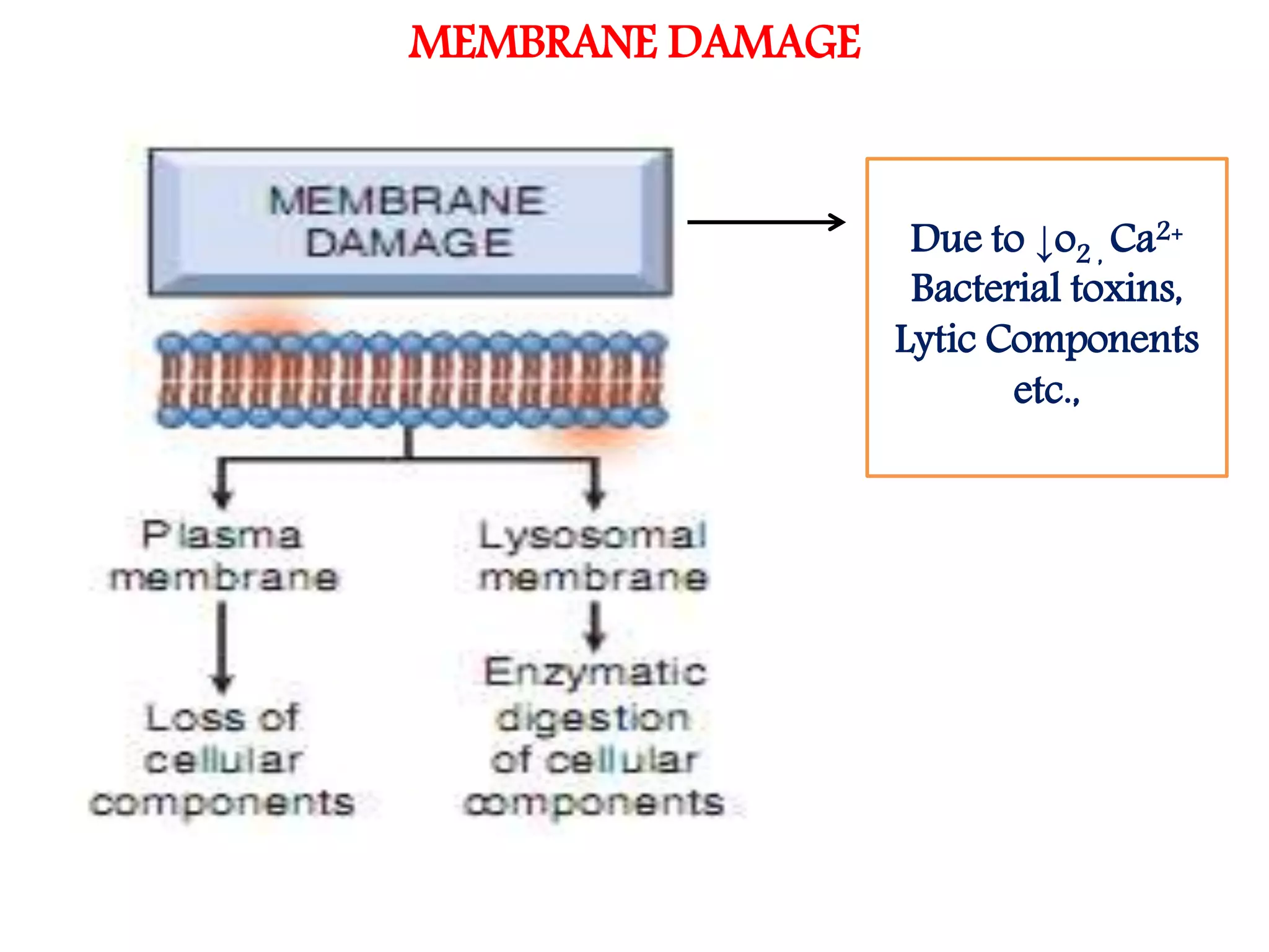 Basic principles of cell injury | PPTX