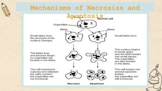 Mechanisms of Necrosiss and
Apoptosis
 