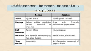 Differences between necrosis &
apoptosis
 