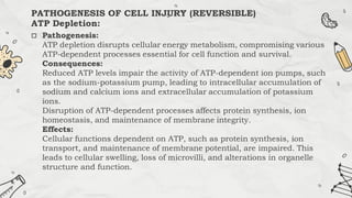  Pathogenesis:
ATP depletion disrupts cellular energy metabolism, compromising various
ATP-dependent processes essential for cell function and survival.
Consequences:
Reduced ATP levels impair the activity of ATP-dependent ion pumps, such
as the sodium-potassium pump, leading to intracellular accumulation of
sodium and calcium ions and extracellular accumulation of potassium
ions.
Disruption of ATP-dependent processes affects protein synthesis, ion
homeostasis, and maintenance of membrane integrity.
Effects:
Cellular functions dependent on ATP, such as protein synthesis, ion
transport, and maintenance of membrane potential, are impaired. This
leads to cellular swelling, loss of microvilli, and alterations in organelle
structure and function.
PATHOGENESIS OF CELL INJURY (REVERSIBLE)
ATP Depletion:
 