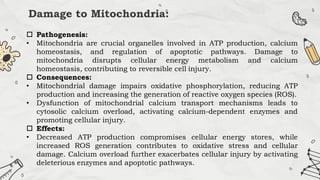 Damage to Mitochondria:
 Pathogenesis:
• Mitochondria are crucial organelles involved in ATP production, calcium
homeostasis, and regulation of apoptotic pathways. Damage to
mitochondria disrupts cellular energy metabolism and calcium
homeostasis, contributing to reversible cell injury.
 Consequences:
• Mitochondrial damage impairs oxidative phosphorylation, reducing ATP
production and increasing the generation of reactive oxygen species (ROS).
• Dysfunction of mitochondrial calcium transport mechanisms leads to
cytosolic calcium overload, activating calcium-dependent enzymes and
promoting cellular injury.
 Effects:
• Decreased ATP production compromises cellular energy stores, while
increased ROS generation contributes to oxidative stress and cellular
damage. Calcium overload further exacerbates cellular injury by activating
deleterious enzymes and apoptotic pathways.
 