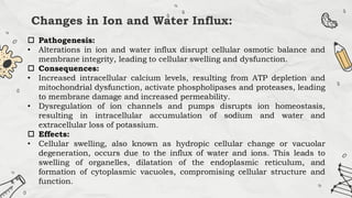 Changes in Ion and Water Influx:
 Pathogenesis:
• Alterations in ion and water influx disrupt cellular osmotic balance and
membrane integrity, leading to cellular swelling and dysfunction.
 Consequences:
• Increased intracellular calcium levels, resulting from ATP depletion and
mitochondrial dysfunction, activate phospholipases and proteases, leading
to membrane damage and increased permeability.
• Dysregulation of ion channels and pumps disrupts ion homeostasis,
resulting in intracellular accumulation of sodium and water and
extracellular loss of potassium.
 Effects:
• Cellular swelling, also known as hydropic cellular change or vacuolar
degeneration, occurs due to the influx of water and ions. This leads to
swelling of organelles, dilatation of the endoplasmic reticulum, and
formation of cytoplasmic vacuoles, compromising cellular structure and
function.
 
