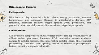 Mitochondrial Damage:
Pathogenesis:
Mitochondria play a crucial role in cellular energy production, calcium
homeostasis, and apoptosis. Damage to mitochondria disrupts ATP
synthesis, increases reactive oxygen species (ROS) production, and
promotes mitochondrial permeability transition, triggering apoptosis.
Consequences:
ATP depletion compromises cellular energy stores, leading to dysfunction of
ATP-dependent processes. Increased ROS production causes oxidative
damage to cellular components, exacerbating cellular injury. Mitochondrial
permeability transition pore opening results in release of pro-apoptotic
factors, initiating apoptotic cell death.
 