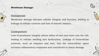 Membrane Damage:
Pathogenesis:
Membrane damage disrupts cellular integrity and function, leading to
leakage of cellular contents and loss of osmotic balance.
Consequences:
Loss of membrane integrity allows influx of ions and water into the cell,
leading to cellular swelling and dysfunction. Leakage of intracellular
contents, such as enzymes and ions, into the extracellular space
activates inflammatory responses and contributes to tissue damage.
 