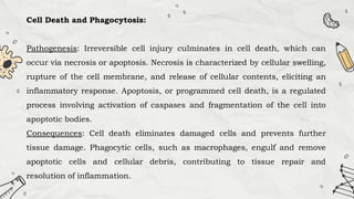 Cell Death and Phagocytosis:
Pathogenesis: Irreversible cell injury culminates in cell death, which can
occur via necrosis or apoptosis. Necrosis is characterized by cellular swelling,
rupture of the cell membrane, and release of cellular contents, eliciting an
inflammatory response. Apoptosis, or programmed cell death, is a regulated
process involving activation of caspases and fragmentation of the cell into
apoptotic bodies.
Consequences: Cell death eliminates damaged cells and prevents further
tissue damage. Phagocytic cells, such as macrophages, engulf and remove
apoptotic cells and cellular debris, contributing to tissue repair and
resolution of inflammation.
 