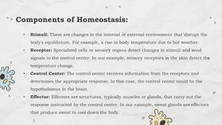 • Stimuli: These are changes in the internal or external environment that disrupt the
body's equilibrium. For example, a rise in body temperature due to hot weather.
• Receptor: Specialized cells or sensory organs detect changes in stimuli and send
signals to the control center. In our example, sensory receptors in the skin detect the
temperature change.
• Control Center: The control center receives information from the receptors and
determines the appropriate response. In this case, the control center could be the
hypothalamus in the brain.
• Effector: Effectors are structures, typically muscles or glands, that carry out the
response instructed by the control center. In our example, sweat glands are effectors
that produce sweat to cool down the body.
Components of Homeostasis:
 