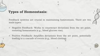 Feedback systems are crucial in maintaining homeostasis. There are two
main types:
 Negative Feedback: Works to counteract deviations from the set point,
restoring homeostasis (e.g., blood glucose rise).
 Positive Feedback: Amplifies deviations from the set point, potentially
leading to a cascade of events (e.g., blood clotting).
Types of Homeostasis:
 