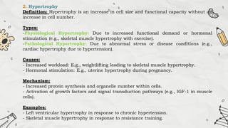 2. Hypertrophy
Definition: Hypertrophy is an increase in cell size and functional capacity without an
increase in cell number.
Types:
-Physiological Hypertrophy: Due to increased functional demand or hormonal
stimulation (e.g., skeletal muscle hypertrophy with exercise).
-Pathological Hypertrophy: Due to abnormal stress or disease conditions (e.g.,
cardiac hypertrophy due to hypertension).
Causes:
- Increased workload: E.g., weightlifting leading to skeletal muscle hypertrophy.
- Hormonal stimulation: E.g., uterine hypertrophy during pregnancy.
Mechanism:
- Increased protein synthesis and organelle number within cells.
- Activation of growth factors and signal transduction pathways (e.g., IGF-1 in muscle
cells).
Examples:
- Left ventricular hypertrophy in response to chronic hypertension.
- Skeletal muscle hypertrophy in response to resistance training.
 