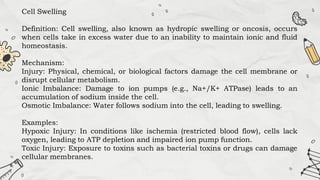 Cell Swelling
Definition: Cell swelling, also known as hydropic swelling or oncosis, occurs
when cells take in excess water due to an inability to maintain ionic and fluid
homeostasis.
Mechanism:
Injury: Physical, chemical, or biological factors damage the cell membrane or
disrupt cellular metabolism.
Ionic Imbalance: Damage to ion pumps (e.g., Na+/K+ ATPase) leads to an
accumulation of sodium inside the cell.
Osmotic Imbalance: Water follows sodium into the cell, leading to swelling.
Examples:
Hypoxic Injury: In conditions like ischemia (restricted blood flow), cells lack
oxygen, leading to ATP depletion and impaired ion pump function.
Toxic Injury: Exposure to toxins such as bacterial toxins or drugs can damage
cellular membranes.
 