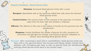 Negative Feedback - Blood Glucose Rise:
Stimulus: Increased blood glucose levels after a meal.
Receptor: Specialized cells in the pancreas called beta cells sense the elevated
blood glucose levels.
Control Center: The control center in this scenario is the pancreas. It receives
input from the beta cells and initiates a response.
Effector: The effector in this case is the release of insulin by the pancreas into the
bloodstream.
Response: Insulin facilitates the uptake of glucose by cells, promotes its
conversion into glycogen for storage, and enhances glucose utilization in
tissues, thus lowering blood glucose levels.
Example: After consuming a meal rich in carbohydrates, blood glucose levels rise.
Beta cells in the pancreas detect this increase and release insulin. Insulin then
prompts cells throughout the body to take up glucose from the bloodstream,
reducing blood glucose levels back to the normal range.
 