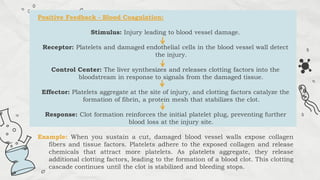 Positive Feedback - Blood Coagulation:
Stimulus: Injury leading to blood vessel damage.
Receptor: Platelets and damaged endothelial cells in the blood vessel wall detect
the injury.
Control Center: The liver synthesizes and releases clotting factors into the
bloodstream in response to signals from the damaged tissue.
Effector: Platelets aggregate at the site of injury, and clotting factors catalyze the
formation of fibrin, a protein mesh that stabilizes the clot.
Response: Clot formation reinforces the initial platelet plug, preventing further
blood loss at the injury site.
Example: When you sustain a cut, damaged blood vessel walls expose collagen
fibers and tissue factors. Platelets adhere to the exposed collagen and release
chemicals that attract more platelets. As platelets aggregate, they release
additional clotting factors, leading to the formation of a blood clot. This clotting
cascade continues until the clot is stabilized and bleeding stops.
 