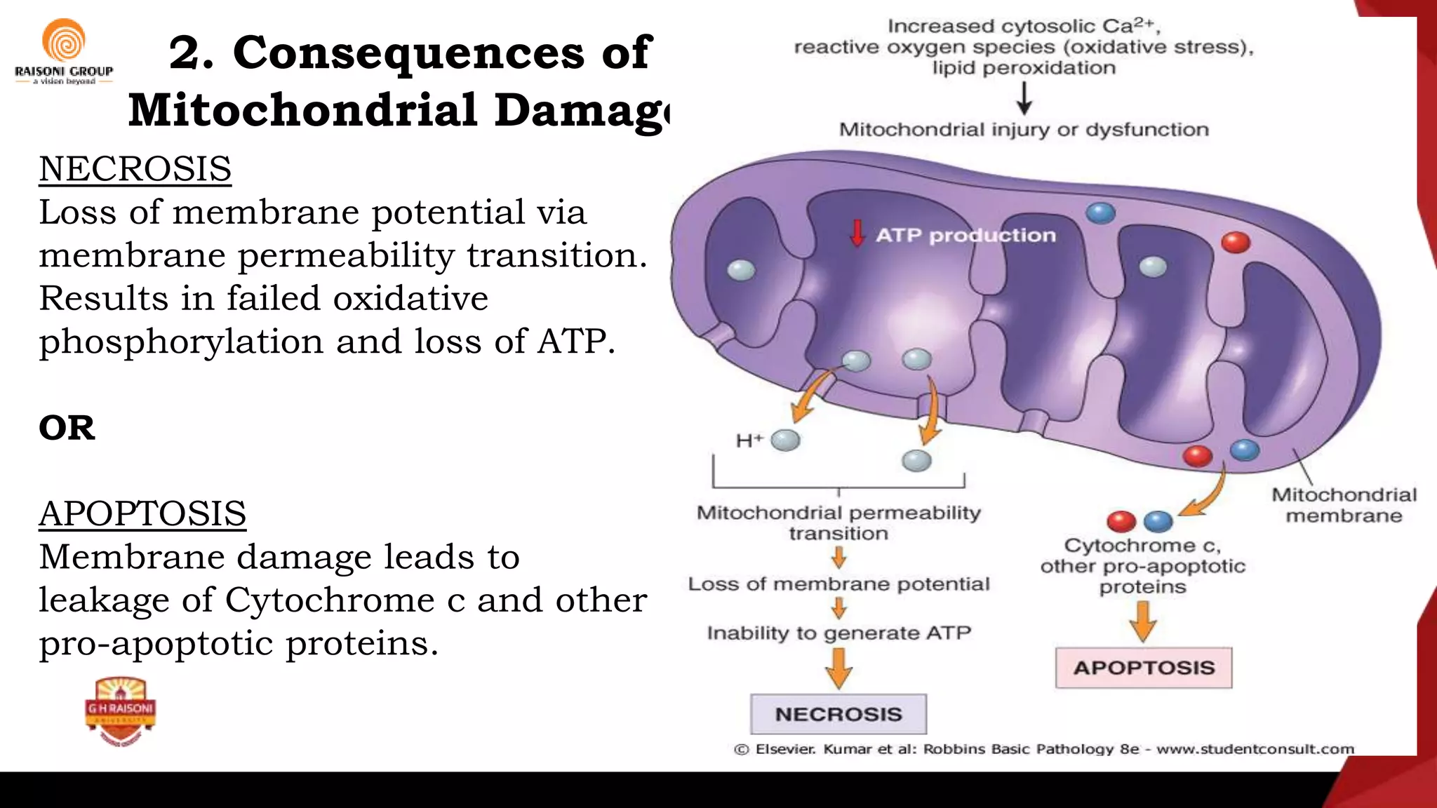 Basic Principles of Cell Injury and Adaptation.pptx