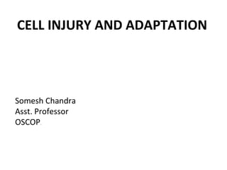 CELL INJURY AND ADAPTATION
Somesh Chandra
Asst. Professor
OSCOP.
 