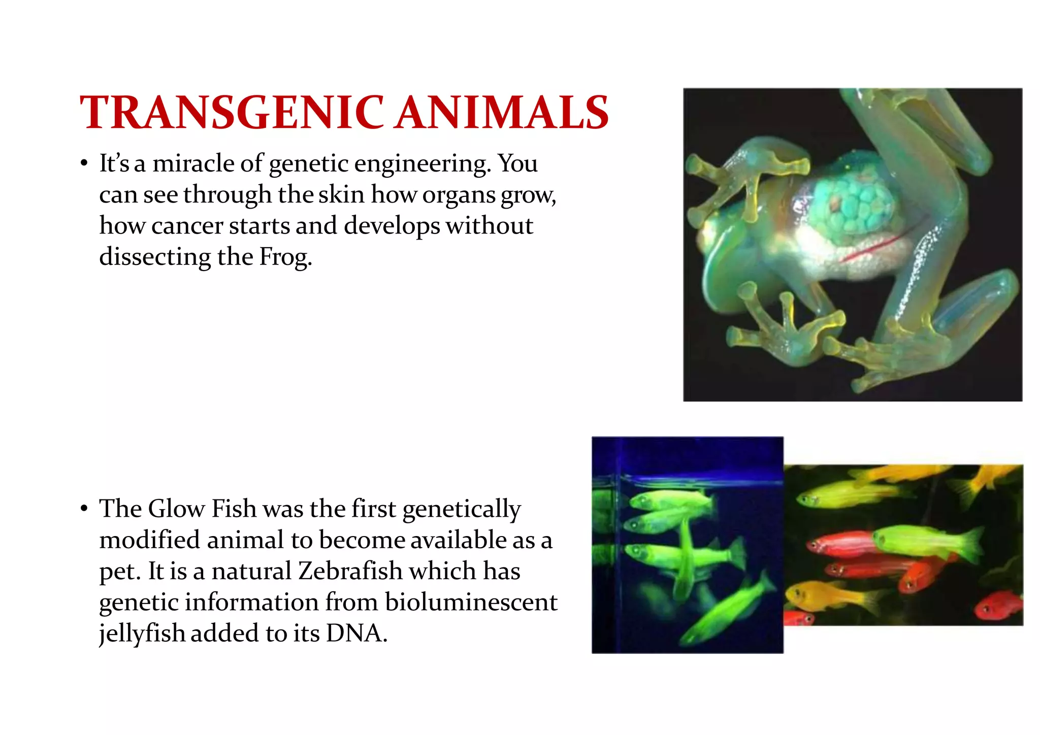 TRANSGENIC ANIMALS
• It’s a miracle of genetic engineering. You
can see through theskin how organs grow,
how cancer starts and develops without
dissecting the Frog.
• The Glow Fish was the first genetically
modified animal to become available as a
pet. It is a natural Zebrafish which has
genetic information from bioluminescent
jellyfish added to its DNA.
 
