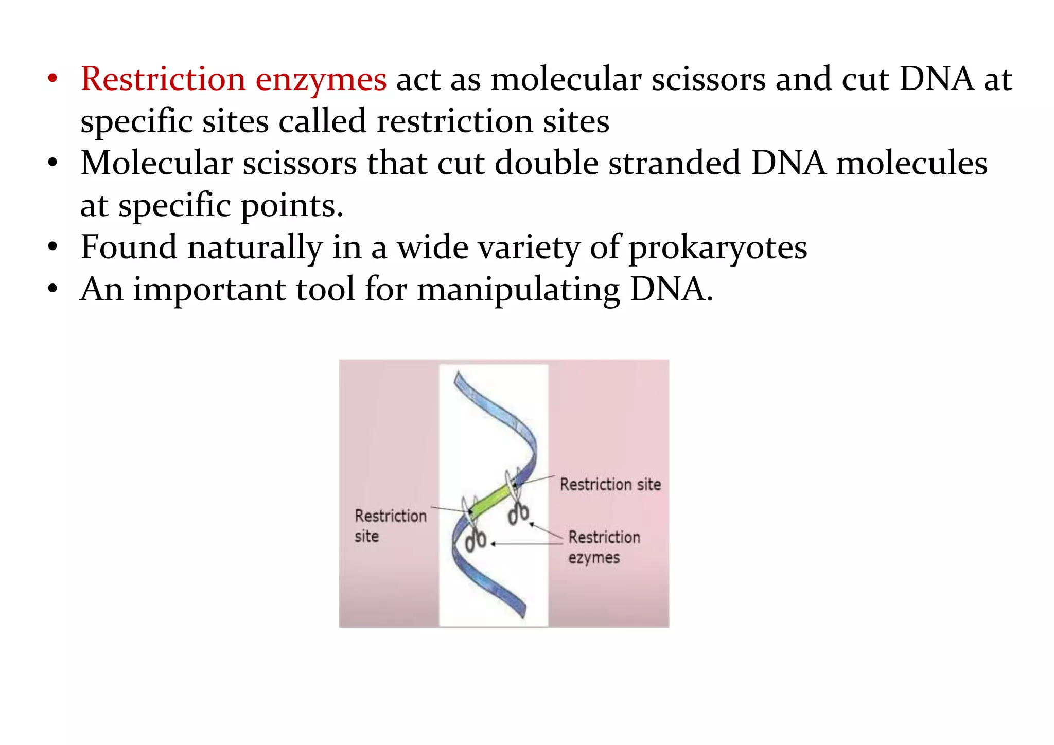 • Restriction enzymes act as molecular scissors and cut DNA at
specific sites called restriction sites
• Molecular scissors that cut double stranded DNA molecules
at specific points.
• Found naturally in a wide variety of prokaryotes
• An important tool for manipulating DNA.
 