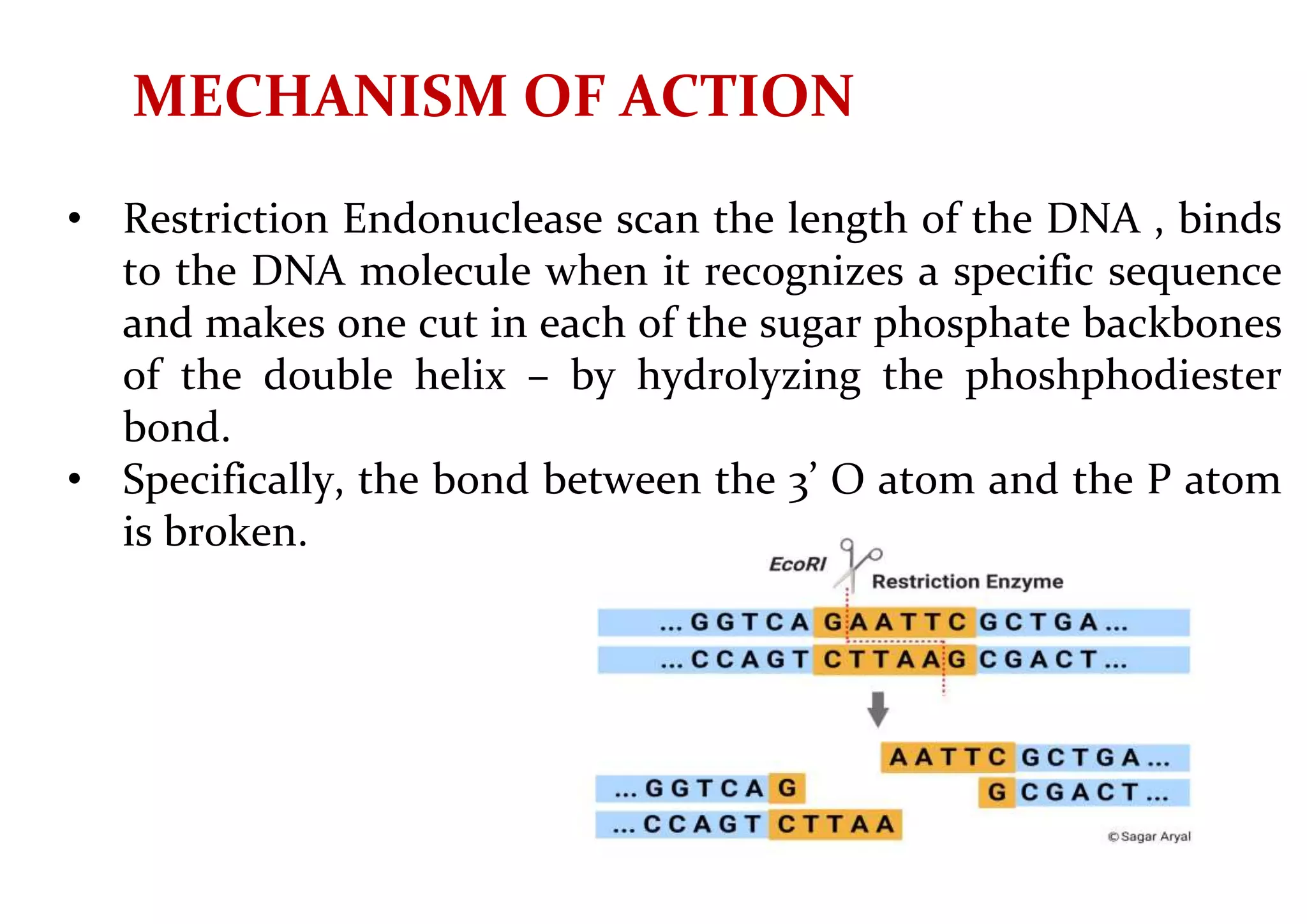MECHANISM OF ACTION
• Restriction Endonuclease scan the length of the DNA , binds
to the DNA molecule when it recognizes a specific sequence
and makes one cut in each of the sugar phosphate backbones
of the double helix – by hydrolyzing the phoshphodiester
bond.
• Specifically, the bond between the 3’ O atom and the P atom
is broken.
 