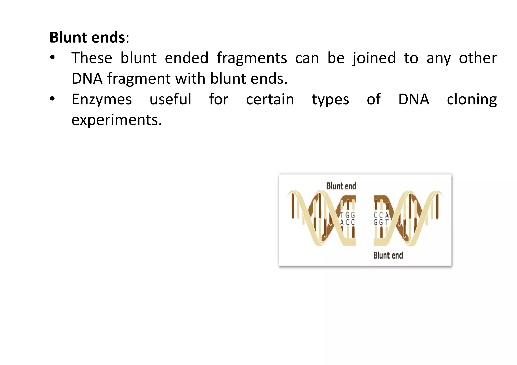 Blunt ends:
• These blunt ended fragments can be joined to any other
DNA fragment with blunt ends.
• Enzymes useful for certain types of DNA cloning
experiments.
 
