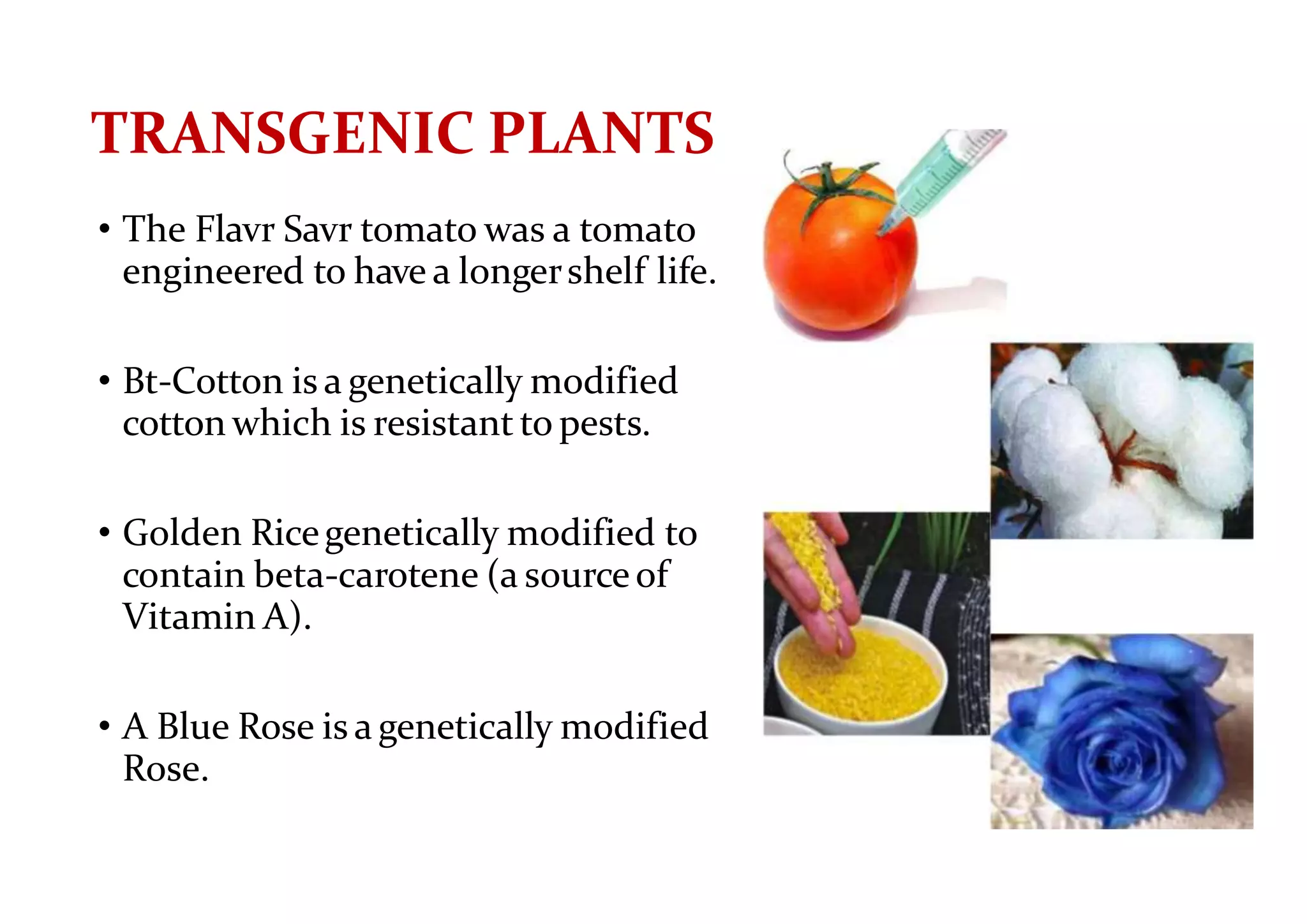TRANSGENIC PLANTS
• The Flavr Savr tomato was a tomato
engineered to have a longershelf life.
• Bt-Cotton is a genetically modified
cotton which is resistant to pests.
• Golden Ricegenetically modified to
contain beta-carotene (a sourceof
Vitamin A).
• A Blue Rose is a genetically modified
Rose.
 
