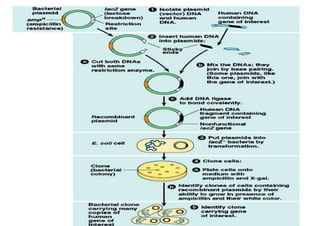 Basic principles of genetic engineering | PPT