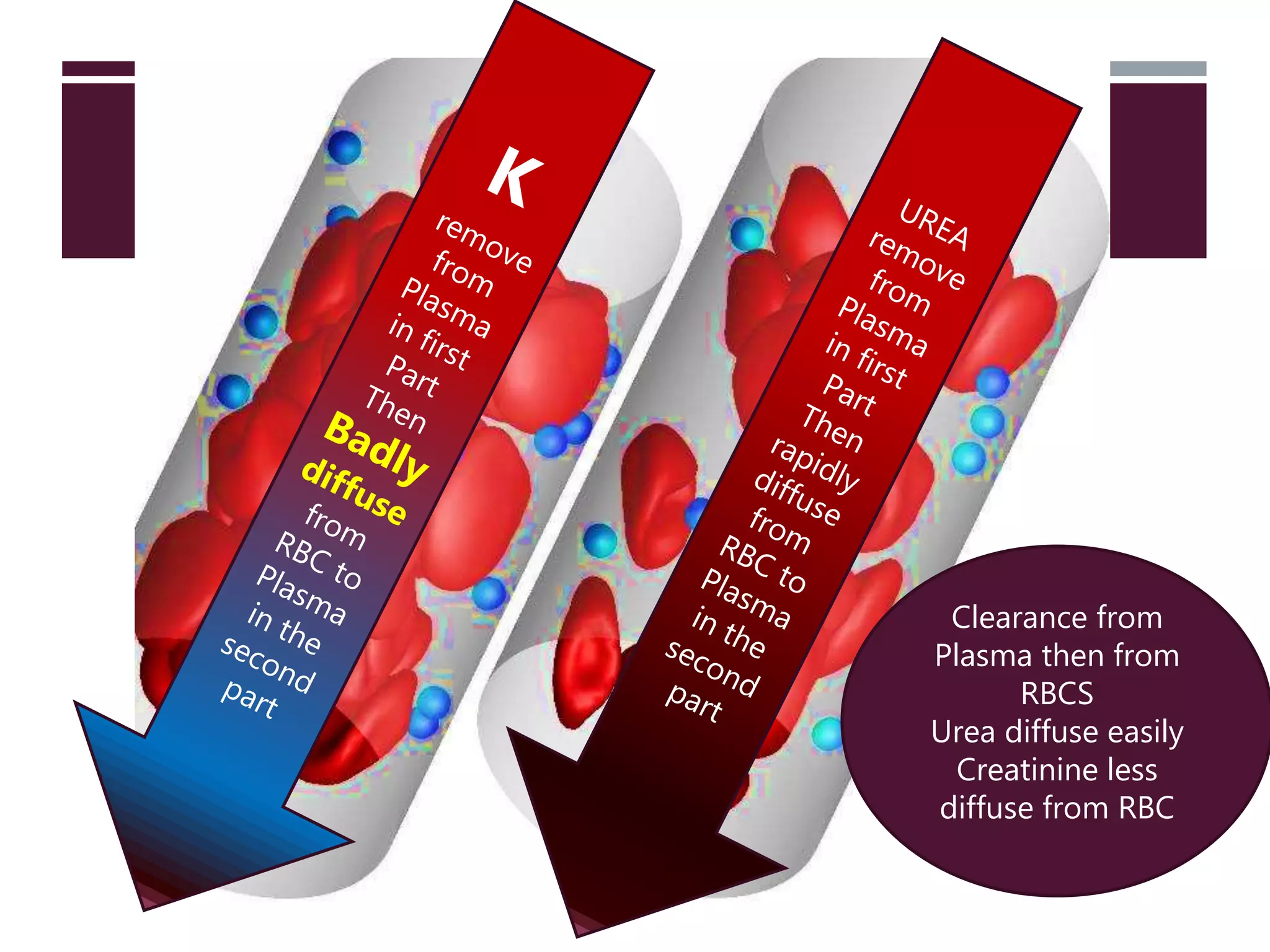 Clearance from
Plasma then from
RBCS
Urea diffuse easily
Creatinine less
diffuse from RBC
 