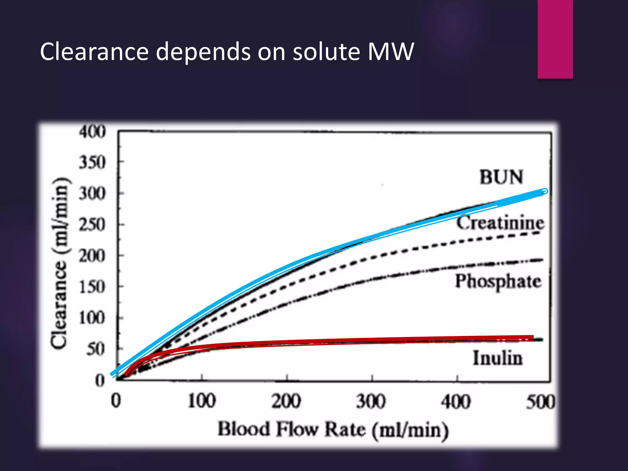 Clearance depends on solute MW
 