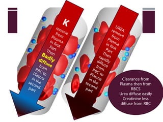 Clearance from
Plasma then from
RBCS
Urea diffuse easily
Creatinine less
diffuse from RBC
 