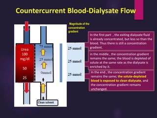 In the end , the concentration gradient
remains the same; the solute-depleted
blood is exposed to clean dialysate, and
the concentration gradient remains
unchanged.
in the middle , the concentration gradient
remains the same; the blood is depleted of
solute at the same rate as the dialysate is
enriched by it.
In the first part , the exiting dialysate fluid
is already concentrated, but less so than the
blood. Thus there is still a concentration
gradient.
Countercurrent Blood-Dialysate Flow
Magnitude of the
concentration
gradient
the
Urea
100
mg/dl
50
25
 