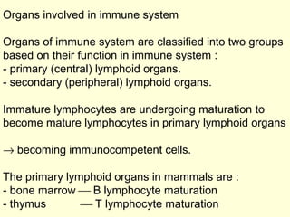 Organs involved in immune system
Organs of immune system are classified into two groups
based on their function in immune system :
- primary (central) lymphoid organs.
- secondary (peripheral) lymphoid organs.
Immature lymphocytes are undergoing maturation to
become mature lymphocytes in primary lymphoid organs
→ becoming immunocompetent cells.
The primary lymphoid organs in mammals are :
- bone marrow  B lymphocyte maturation
- thymus  T lymphocyte maturation
 
