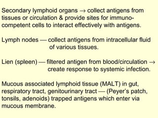 Secondary lymphoid organs → collect antigens from
tissues or circulation & provide sites for immuno-
competent cells to interact effectively with antigens.
Lymph nodes  collect antigens from intracellular fluid
of various tissues.
Lien (spleen)  filtered antigen from blood/circulation →
create response to systemic infection.
Mucous associated lymphoid tissue (MALT) in gut,
respiratory tract, genitourinary tract  (Peyer’s patch,
tonsils, adenoids) trapped antigens which enter via
mucous membrane.
 