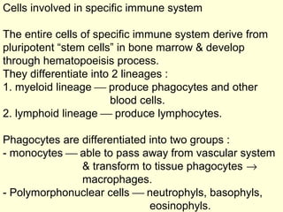Cells involved in specific immune system
The entire cells of specific immune system derive from
pluripotent “stem cells” in bone marrow & develop
through hematopoeisis process.
They differentiate into 2 lineages :
1. myeloid lineage  produce phagocytes and other
blood cells.
2. lymphoid lineage  produce lymphocytes.
Phagocytes are differentiated into two groups :
- monocytes  able to pass away from vascular system
& transform to tissue phagocytes →
macrophages.
- Polymorphonuclear cells  neutrophyls, basophyls,
eosinophyls.
 