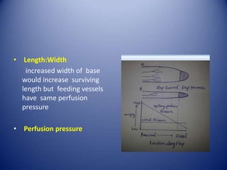• Length:Width
increased width of base
would increase surviving
length but feeding vessels
have same perfusion
pressure
• Perfusion pressure

 