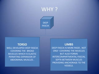WHY ?
DEEP
FASCIA

TORSO

LIMBS

WELL DEVELOPED DEEP FASCIA
COVERING THE BROAD
MUSCLES WHICH IS ELASTIC
PERMITING EXPANSION OF
ABDOMINAL MUSCLES .

DEEP FASCIA IS MORE RIGID , NOT
ONLY COVERING THE MUSCLES
BUT ALSO FORMS
INTERCOMPARTMENTAL FASCIAL
SEPTA BETWEEN MUSCLES
PROVIDING ANCHORAGE TO THE
VESSELS.

 