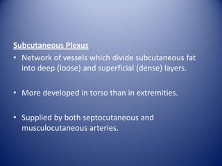 Subcutaneous Plexus
• Network of vessels which divide subcutaneous fat
into deep (loose) and superficial (dense) layers.
• More developed in torso than in extremities.
• Supplied by both septocutaneous and
musculocutaneous arteries.

 