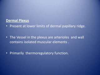 Dermal Plexus
• Present at lower limits of dermal papillary ridge.
• The Vessel in the plexus are arterioles and wall
contains isolated muscular elements .
• Primarily thermoregulatory function.

 