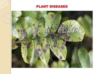 PLANT DISEASES
 