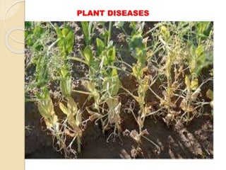 PLANT DISEASES
 