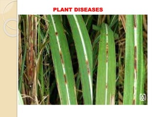 PLANT DISEASES
 