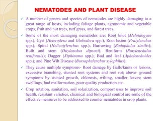 NEMATODES AND PLANT DISEASE
 A number of genera and species of nematodes are highly damaging to a
great range of hosts, including foliage plants, agronomic and vegetable
crops, fruit and nut trees, turf grass, and forest trees.
 Some of the most damaging nematodes are: Root knot (Meloidogyne
spp.); Cyst (Heterodera and Globodera spp.); Root lesion (Pratylenchus
spp.); Spiral (Helicotylenchus spp.); Burrowing (Radopholus similis);
Bulb and stem (Ditylenchus dipsaci); Reniform (Rotylenchulus
reniformis); Dagger (Xiphinema spp.); Bud and leaf (Aphelenchoides
spp.); and Pine Wilt Disease (Bursaphelenchus xylophilus).
 They cause multiple symptoms- Root damage by Galls/knots or lesions,
excessive branching, stunted root systems and root rot; above- ground
symptoms by stunted growth, chlorosis, wilting, smaller leaves; stem
swellings, bud malformation, poor quality production etc.
 Crop rotation, sanitation, soil solarization, compost uses to improve soil
health, resistant varieties, chemical and biological control are some of the
effective measures to be addressed to counter nematodes in crop plants.
 